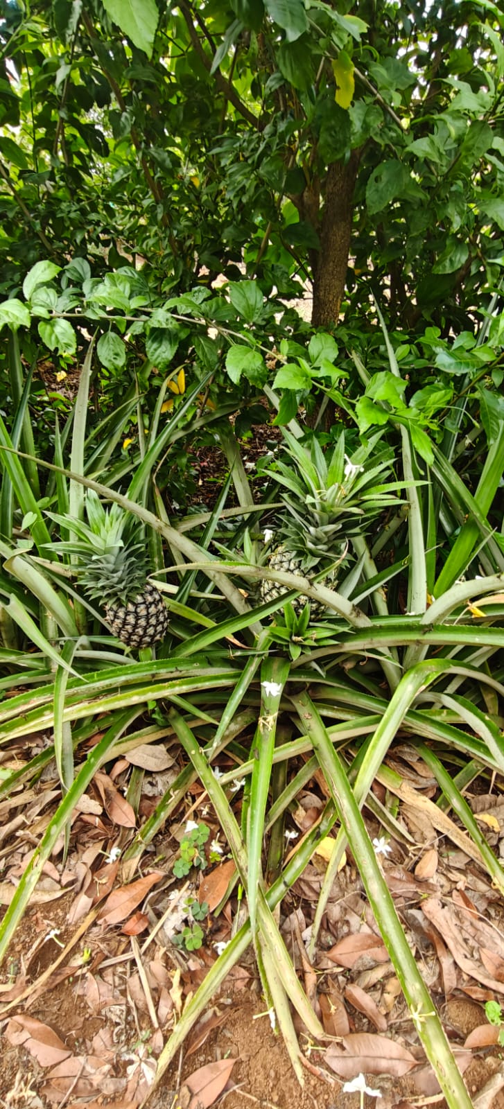 Farm plant: WhatsApp Image 2026-07-27 at 12.25.26 (1).jpeg